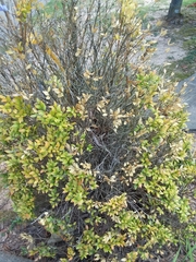 Magnoliopsida