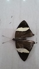 Lepidoptera