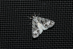 Acronicta fragilis