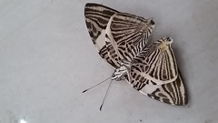 Lepidoptera