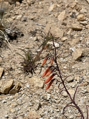 Penstemon barbatus