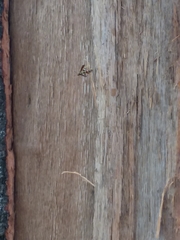 Polistes