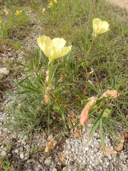 Oenothera macrocarpa
