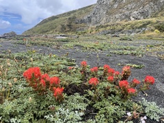 Castilleja mendocinensis