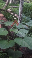 Clerodendrum paniculatum
