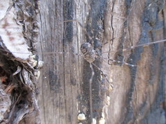 Bunochelis spinifera