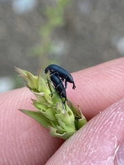 Mecinus janthiniformis