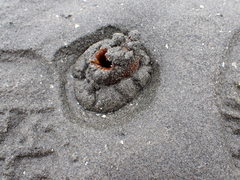 Zirfaea