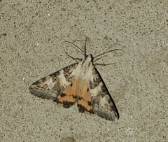 Drasteria mirifica