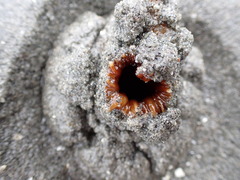 Zirfaea
