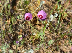 Sidalcea keckii