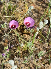 Sidalcea keckii