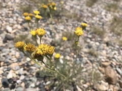 Hymenopappus filifolius