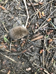 Sorex trowbridgii