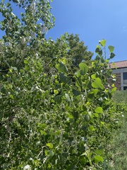 Populus deltoides monilifera