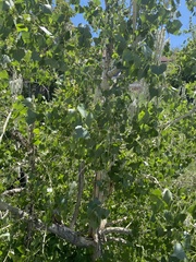 Populus deltoides monilifera
