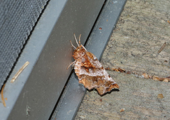 Selenia alciphearia