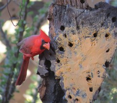 Cardinalis cardinalis superbus