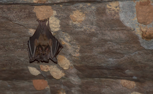 Southern Golden Bat