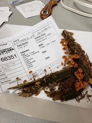 Xeromphalina enigmatica