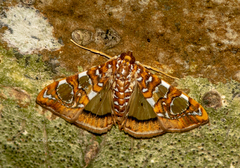 Glyphodes sibillalis
