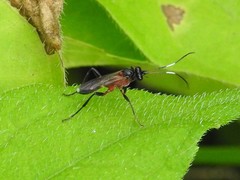 Linycus exhortator thoracicus