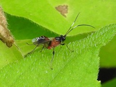 Linycus exhortator thoracicus