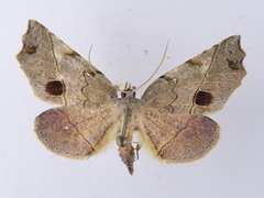 Ischalis gallaria