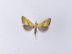 Glaucocharis auriscriptella
