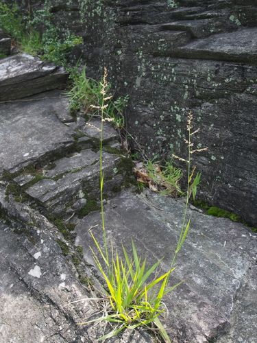 Poa matsumurae iNat (1)