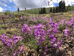 Penstemon gairdneri