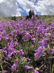 Penstemon gairdneri
