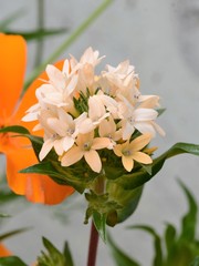 Collomia grandiflora