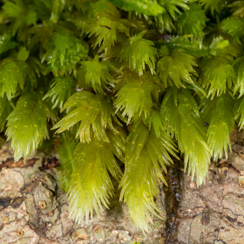 Leucobryum javense