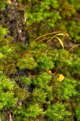 Mniodendron colensoi