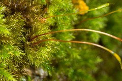 Mniodendron colensoi