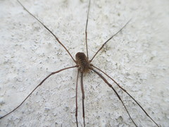 Bunochelis spinifera