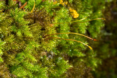 Mniodendron colensoi