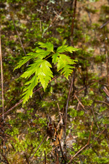 Loxsoma cunninghamii