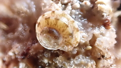 Notogibbula preissiana