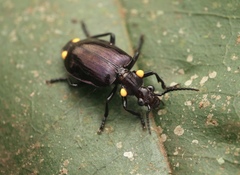 Physodera dejeani