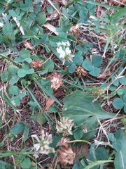 Trifolium repens