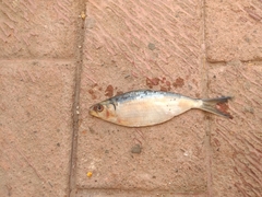 Sardinella