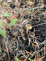 Lyophyllum anthracophilum