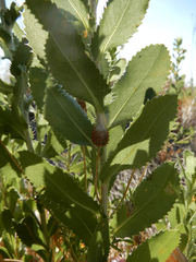 Grindelia ciliata