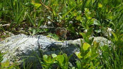 Coenonympha gardetta