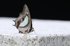 Polyura athamas