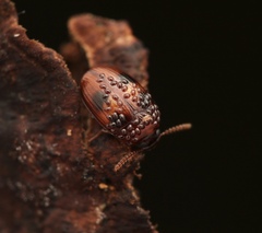 Platydema reibnitzi