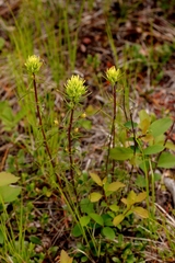 Castilleja lutescens