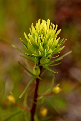 Image of Castilleja lutescens by (c) Ian Adams, some rights reserved (CC BY)